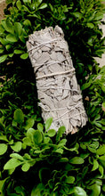 Load image into Gallery viewer, California White Sage
